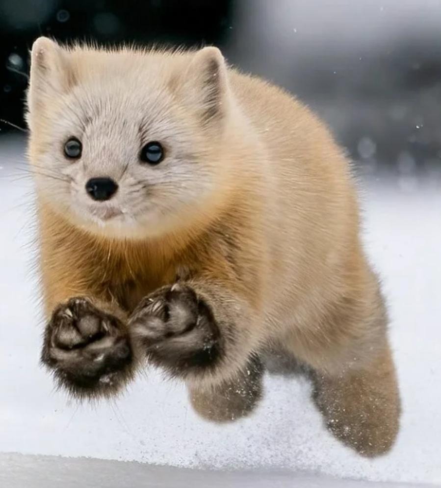 Coalition to Abolish the Fur Trade - CAFT