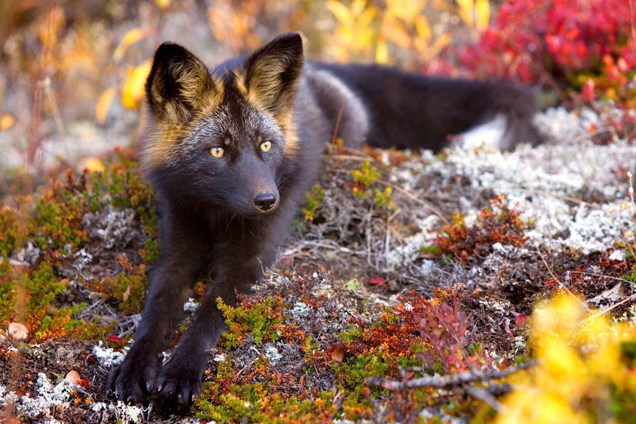 Coalition to Abolish the Fur Trade - CAFT