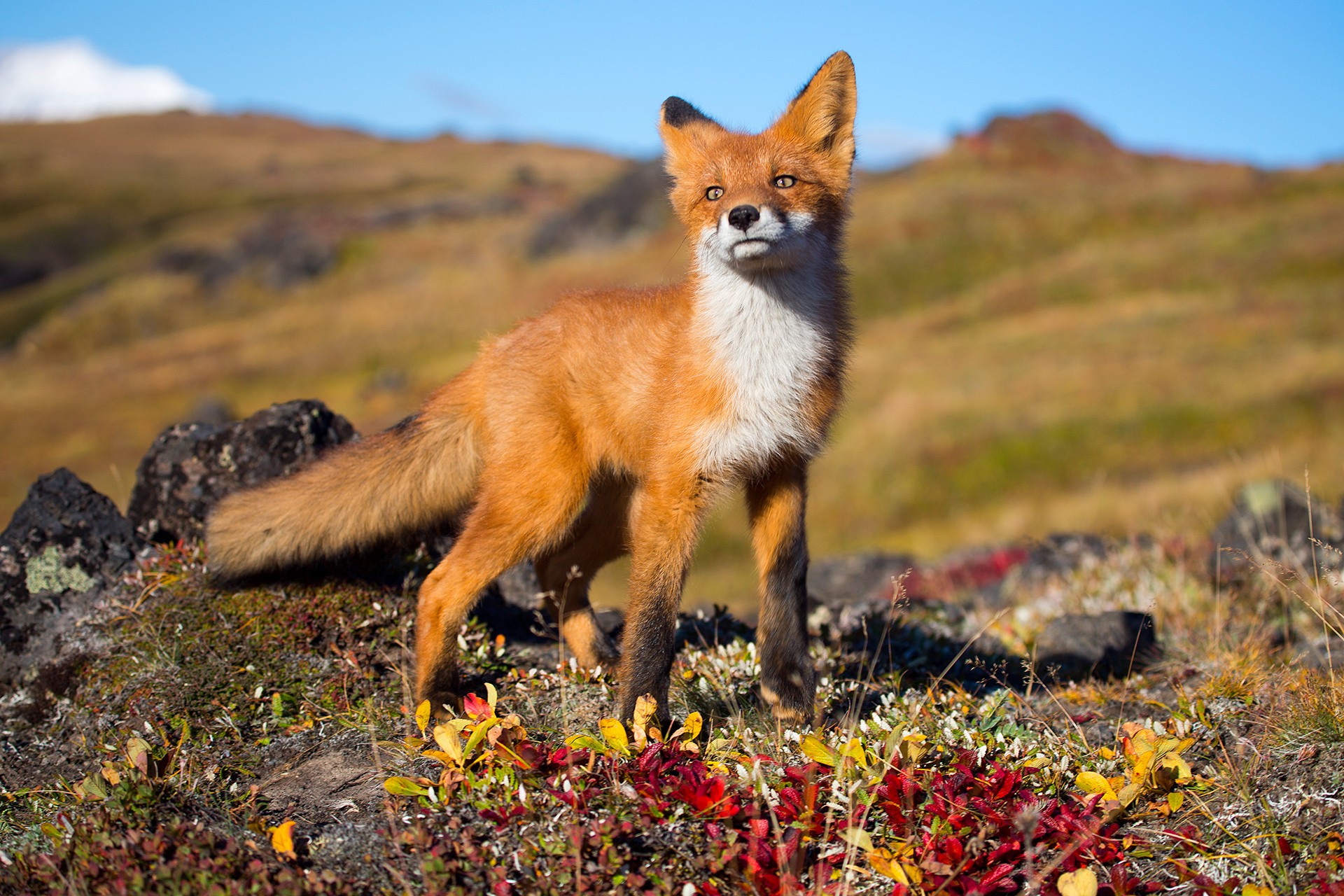 Coalition to Abolish the Fur Trade - CAFT