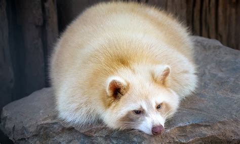 Coalition to Abolish the Fur Trade - CAFT