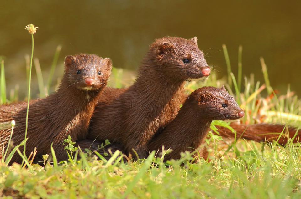 Coalition to Abolish the Fur Trade - CAFT