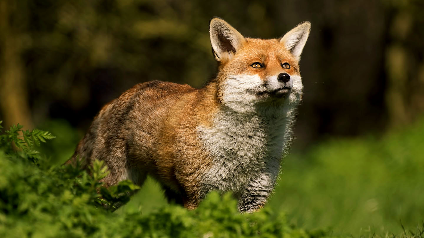 Coalition to Abolish the Fur Trade - CAFT