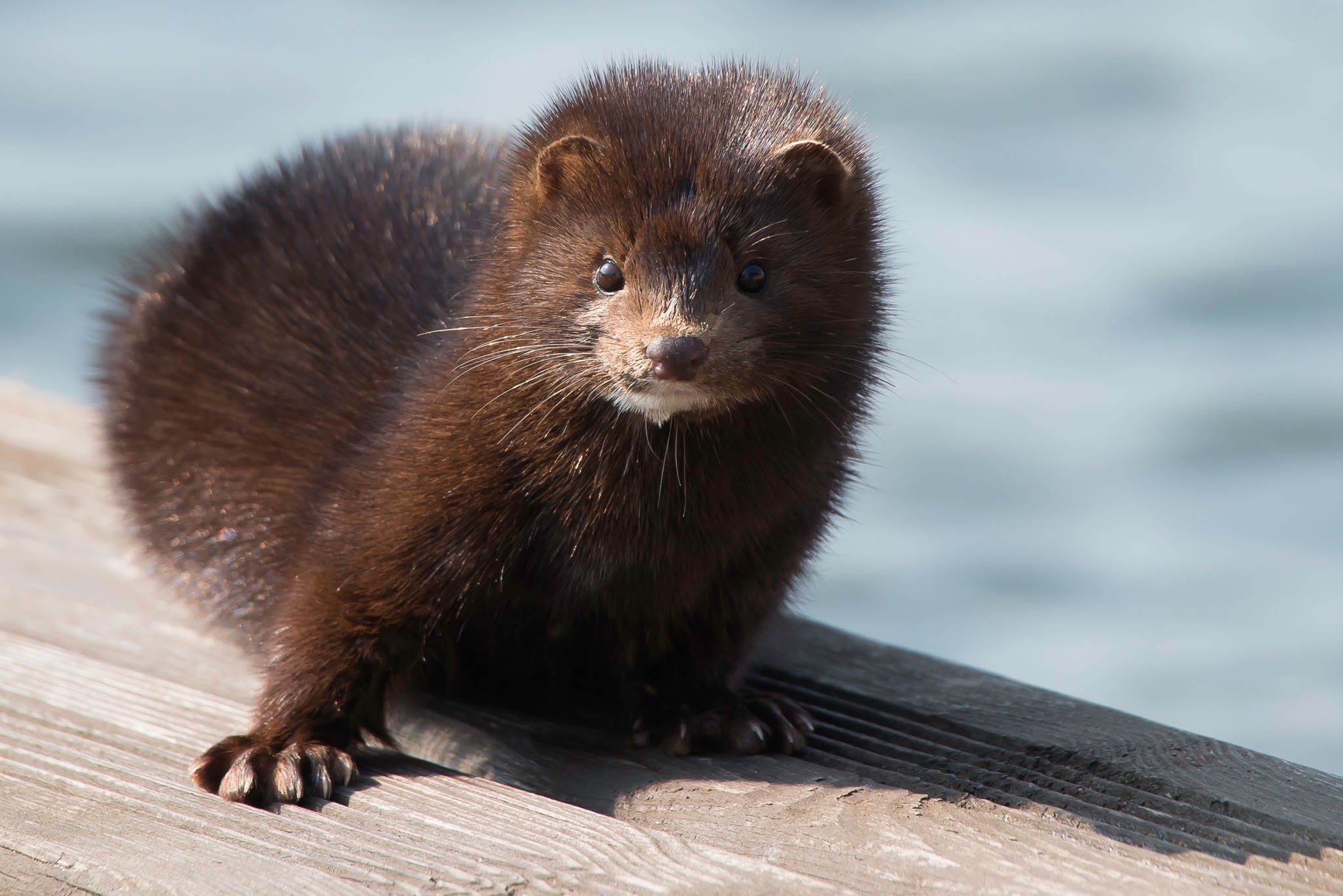 Coalition to Abolish the Fur Trade - CAFT