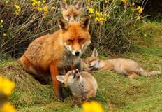 Coalition to Abolish the Fur Trade - CAFT