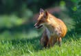Coalition to Abolish the Fur Trade