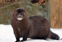 Coalition to Abolish the Fur Trade - CAFT