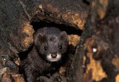 Coalition to Abolish the Fur Trade - CAFT