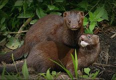 Coalition to Abolish the Fur Trade - CAFT