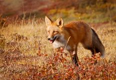 Coalition to Abolish the Fur Trade - CAFT