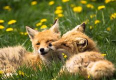 Coalition to Abolish the Fur Trade - CAFT