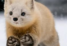 Coalition to Abolish the Fur Trade - CAFT