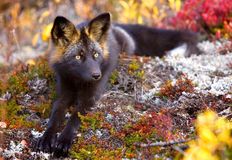 Coalition to Abolish the Fur Trade - CAFT