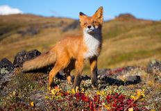 Coalition to Abolish the Fur Trade - CAFT