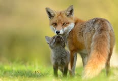 Coalition to Abolish the Fur Trade - CAFT