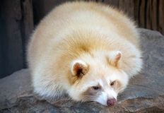 Coalition to Abolish the Fur Trade - CAFT