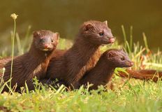 Coalition to Abolish the Fur Trade - CAFT