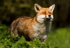 Coalition to Abolish the Fur Trade - CAFT