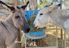 Coalition to Abolish the Fur Trade - CAFT