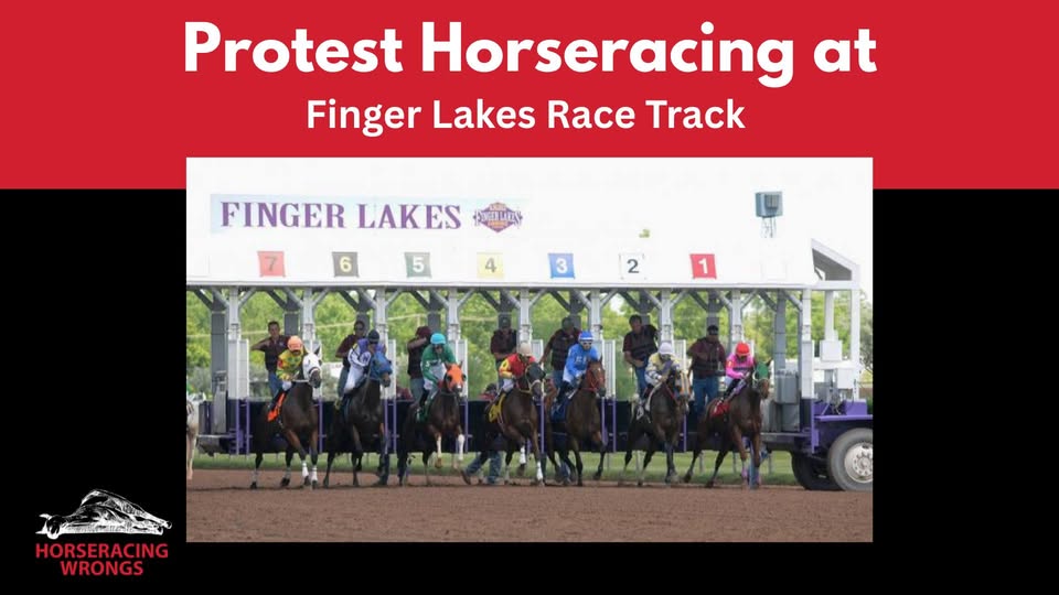 Horseracing Wrongs