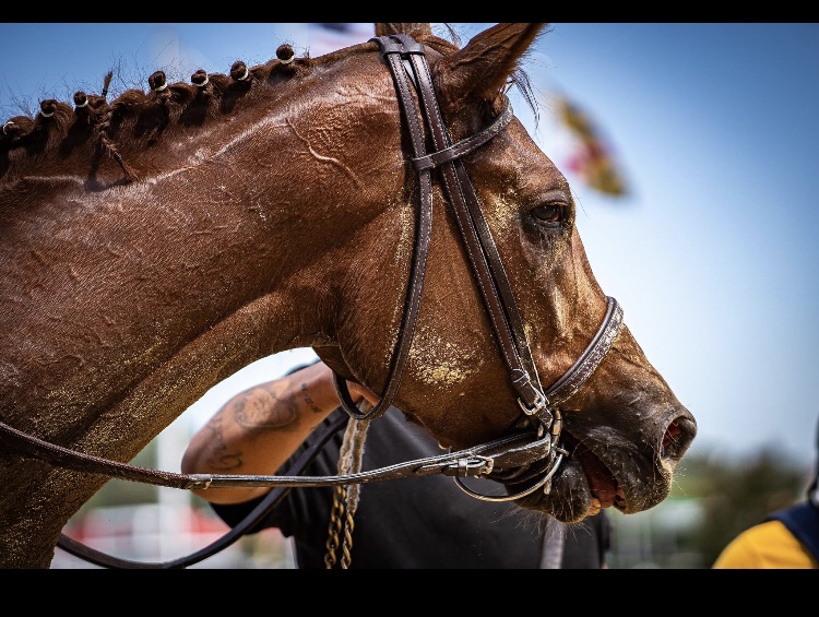 Horseracing Wrongs