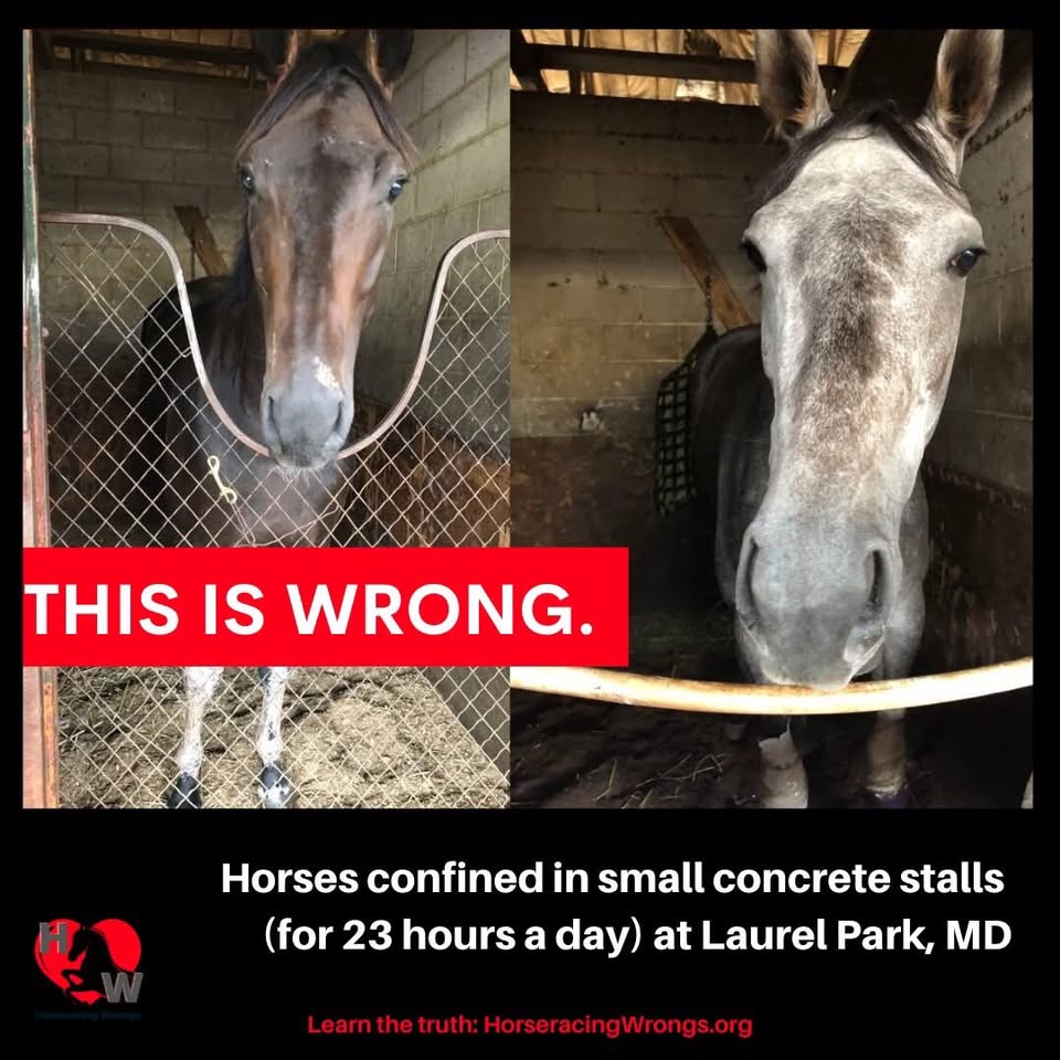 Horseracing Wrongs