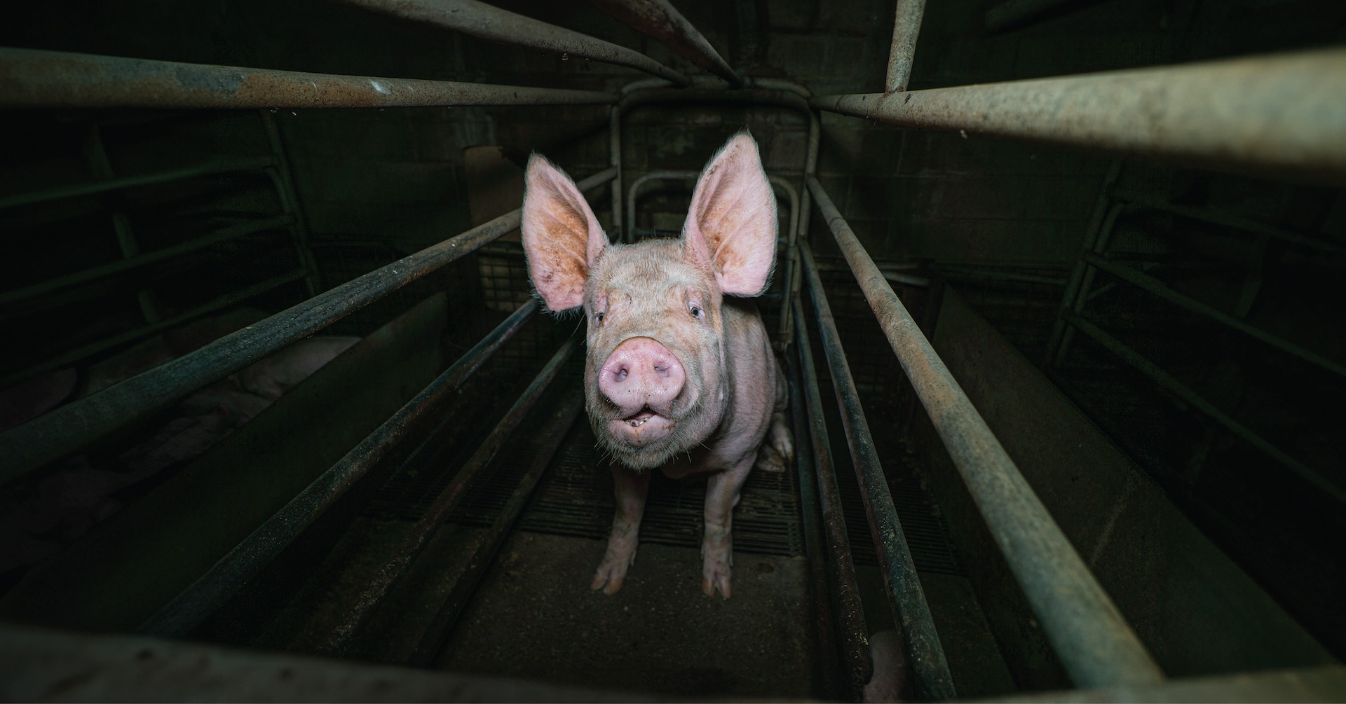 Farm Transparency Project