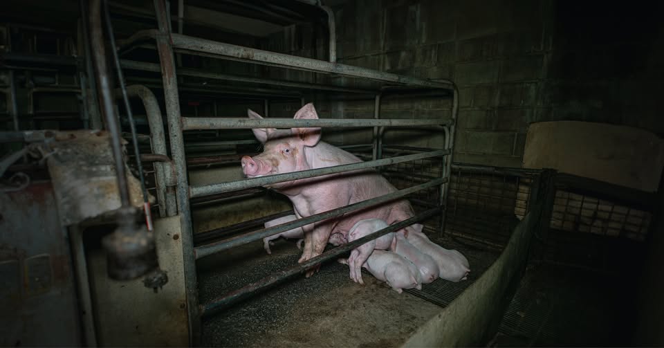 Farm Transparency Project