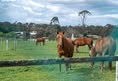 Farm Transparency Project