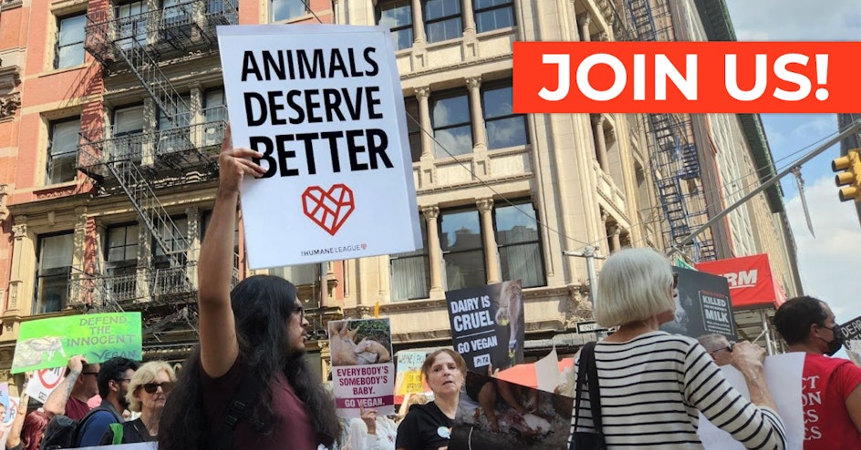 The Humane League