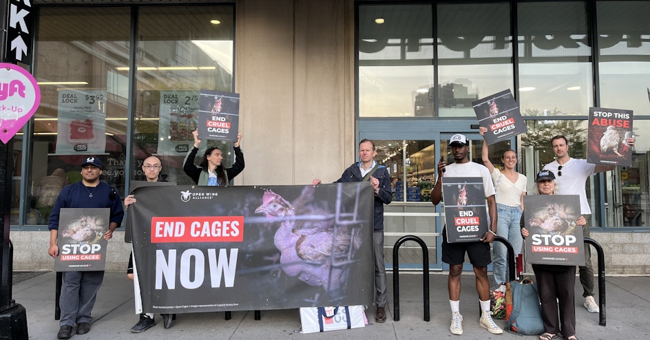 The Humane League