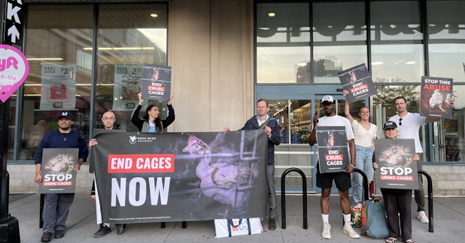 The Humane League