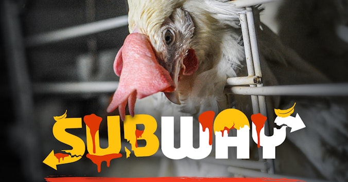 The Humane League