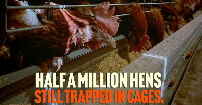 The Humane League