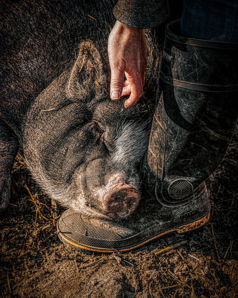 Wishbone Animal Rights Lab