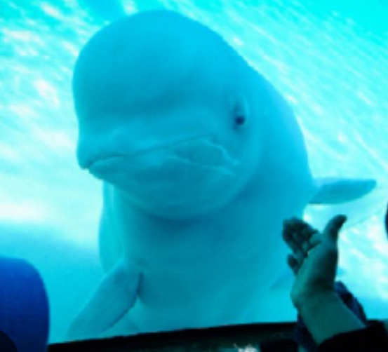 Toronto Animal Rights March