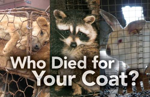 New Hampshire Animal Rights League
