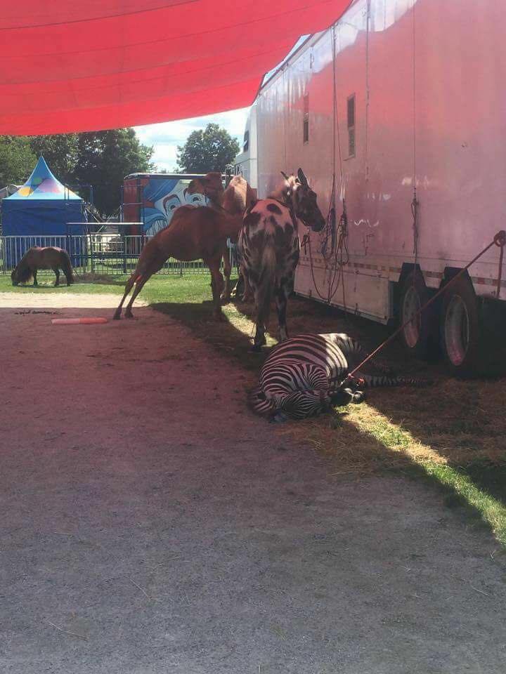 New Hampshire Animal Rights League