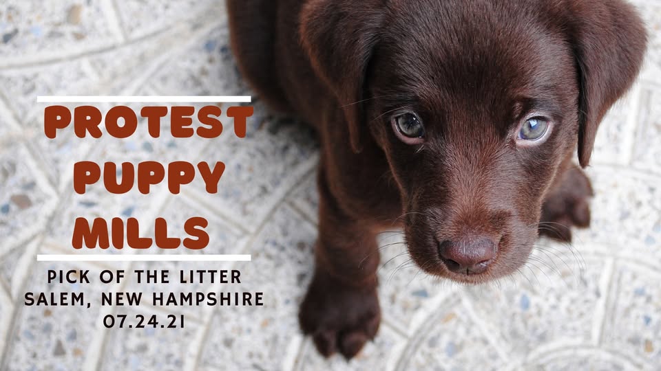 New Hampshire Animal Rights League