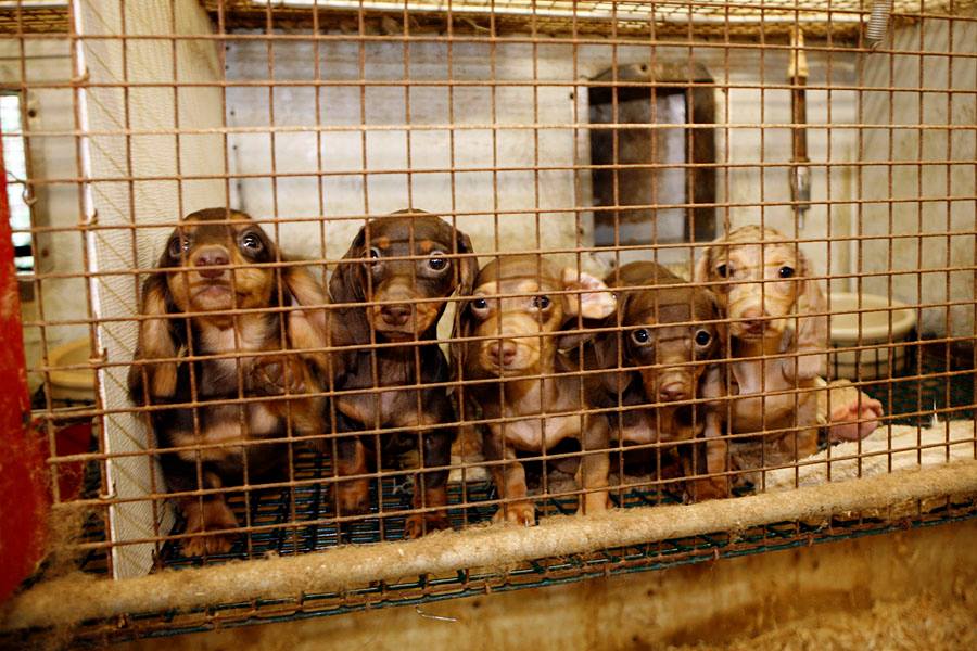 New Hampshire Animal Rights League