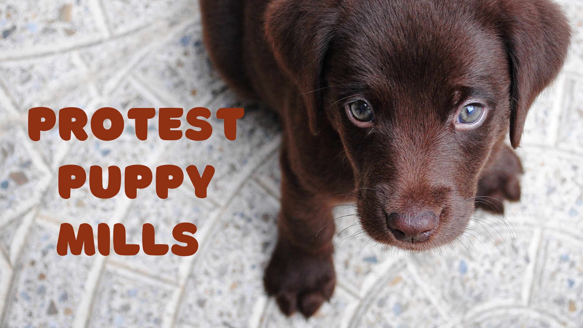 New Hampshire Animal Rights League