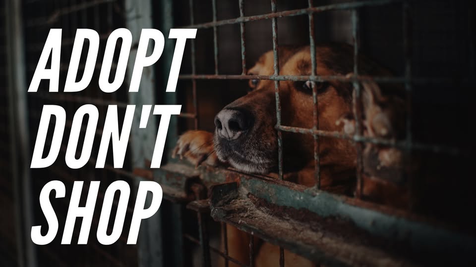 New Hampshire Animal Rights League