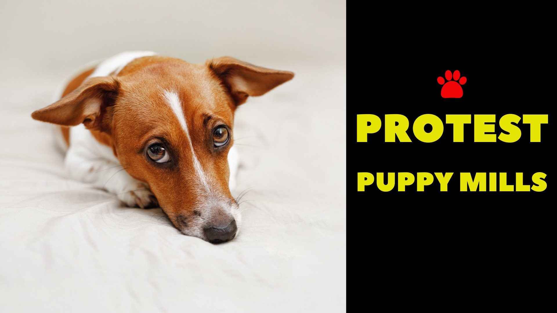 New Hampshire Animal Rights League