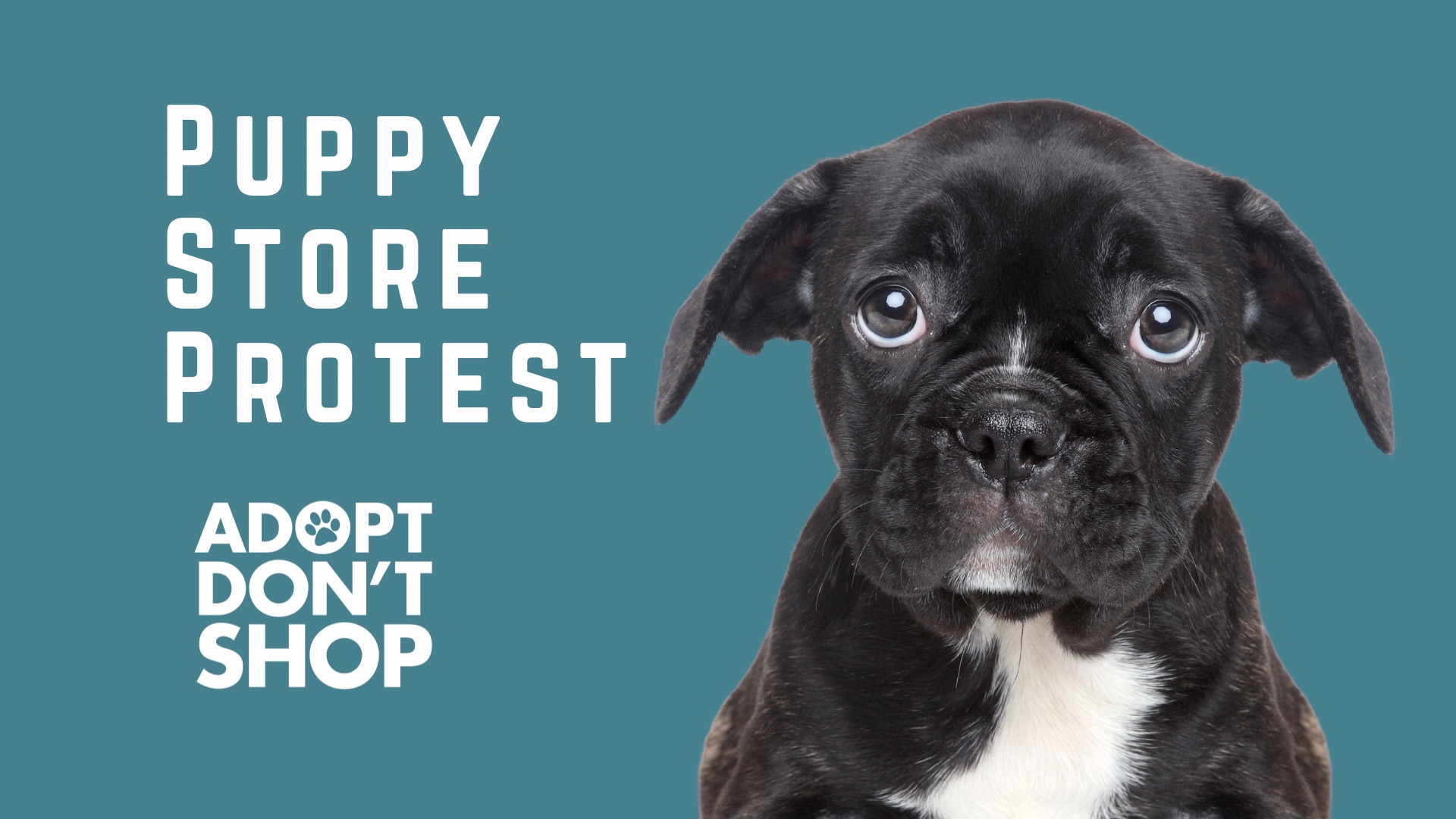 New Hampshire Animal Rights League