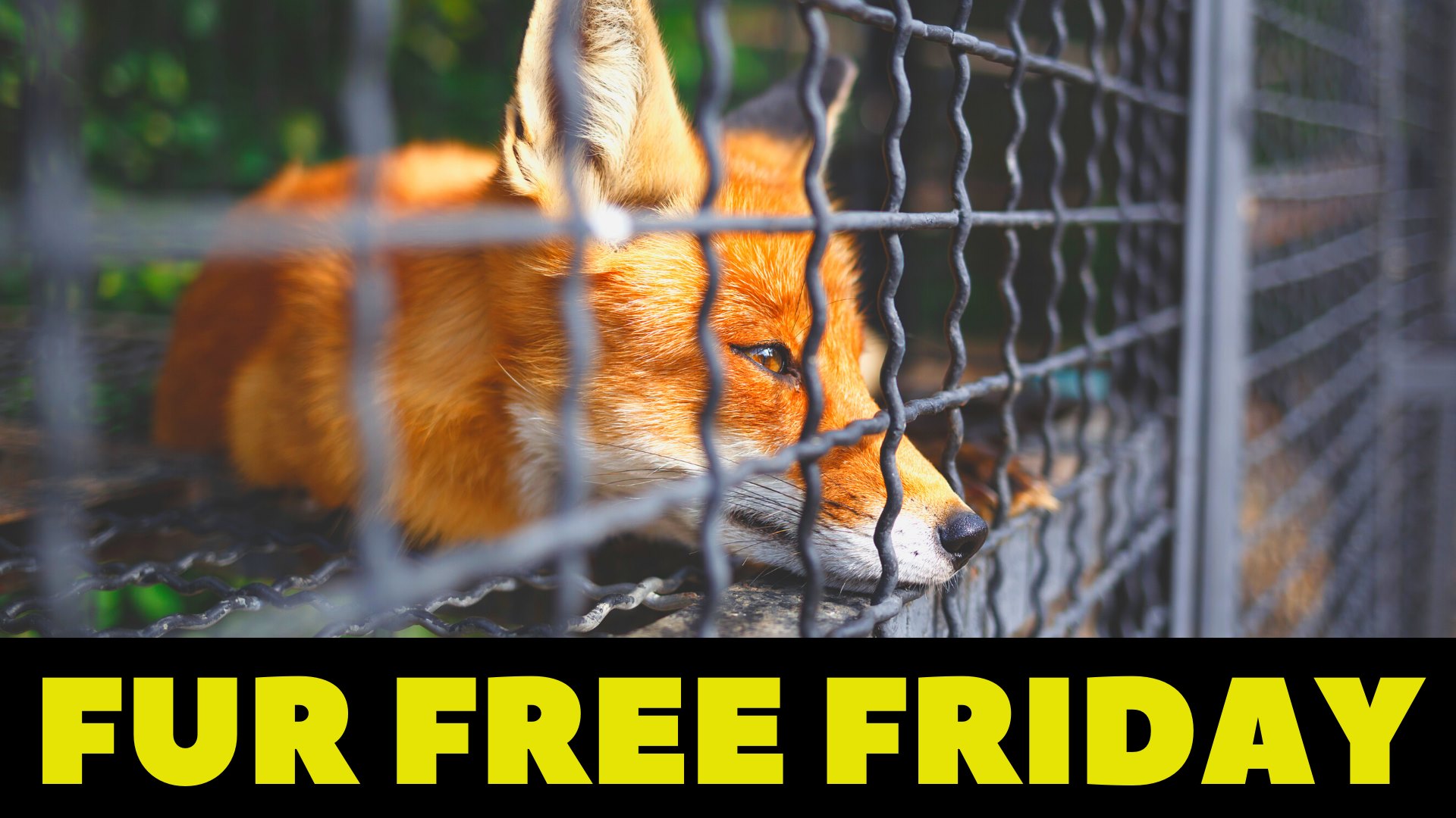 New Hampshire Animal Rights League
