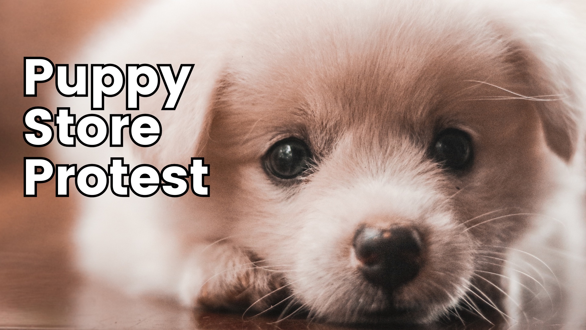 New Hampshire Animal Rights League