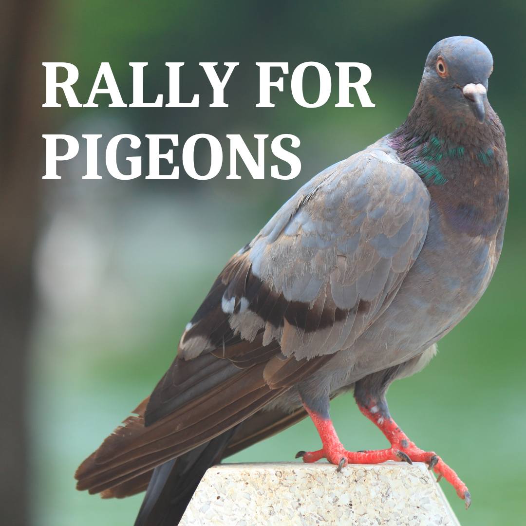 New Hampshire Animal Rights League
