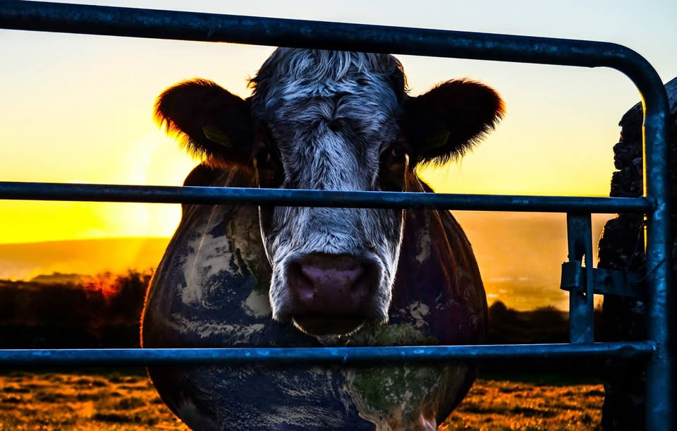 New Hampshire Animal Rights League