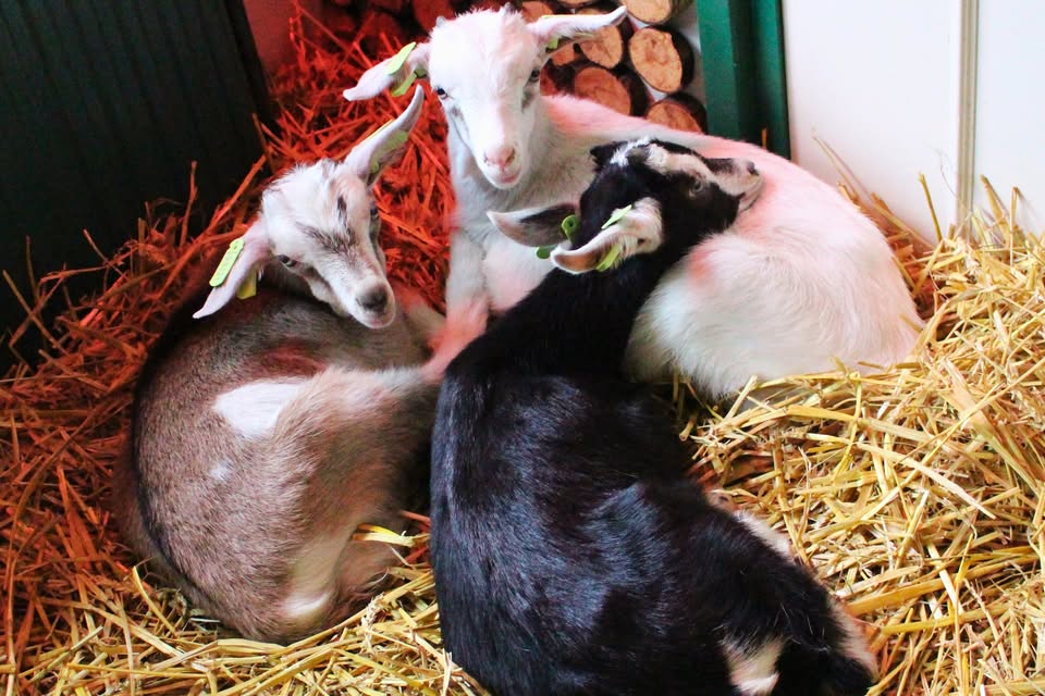 Comité Dierennoodhulp