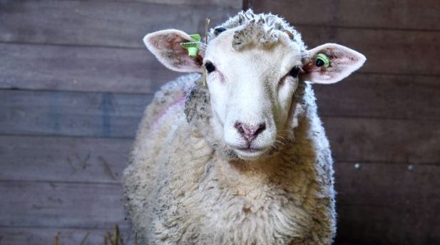 Comité Dierennoodhulp