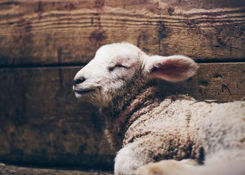 Comité Dierennoodhulp